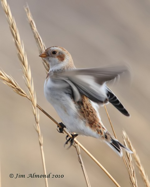 Snow Bunting female Kinmel Bay 21 2 10  IMG_6466